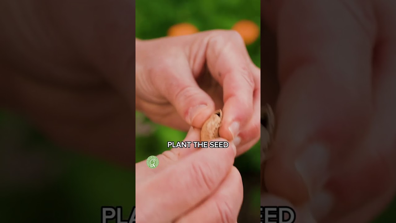 Peanut Growing 101