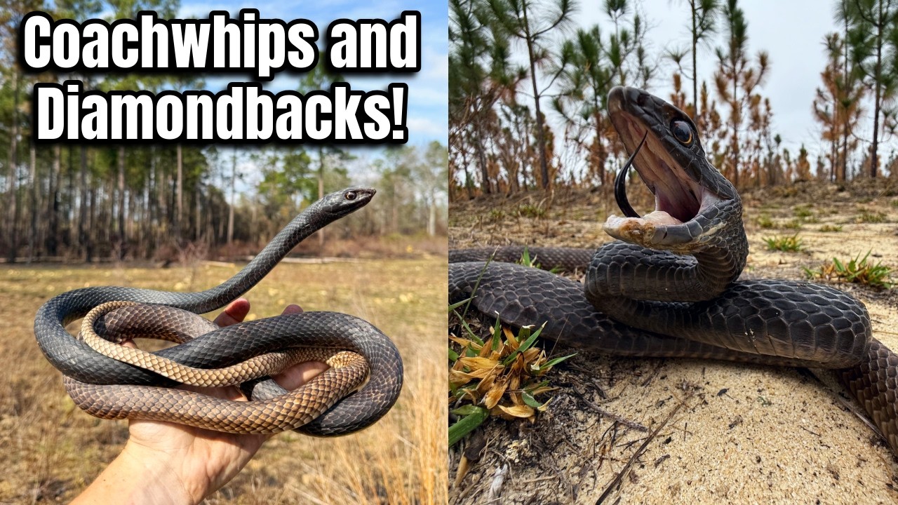What Happens When 3 Snake Species Meet in the Wild? Splendid Spring Hiking for Snakes in Georgia!