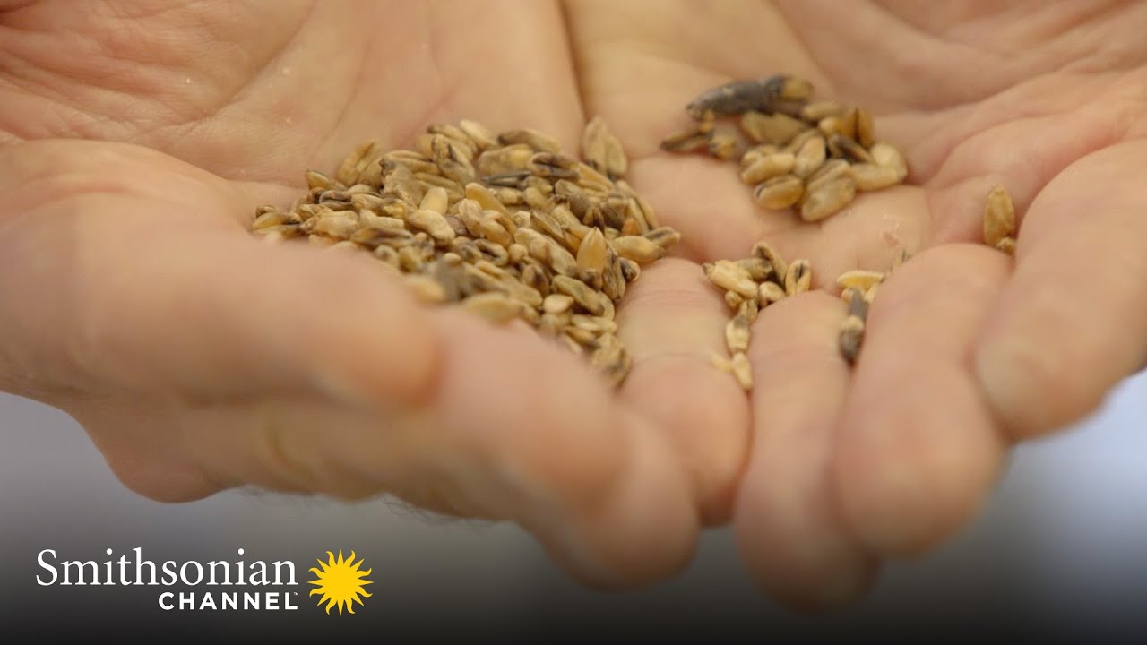 The Intense Quality Control at an Italian Pasta Factory 🍝  Inside The Factory | Smithsonian Channel