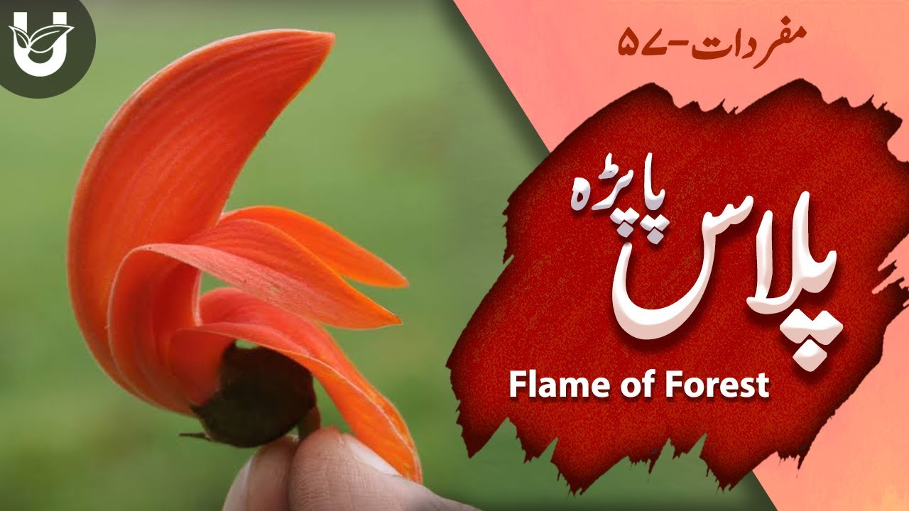 Palas Papda (Flame of Forest) | پلاس پاپڑہ