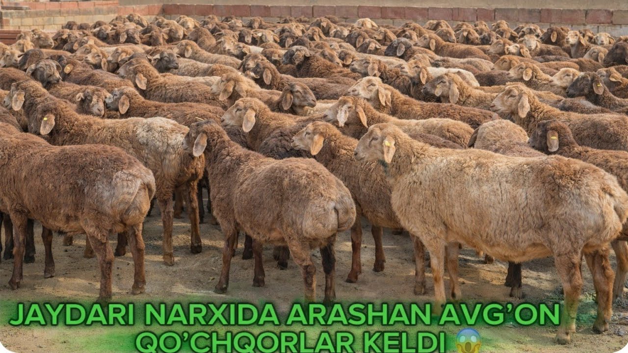 ARZON NARXDA ARASHAN AVG’ON QO’ZI QO’CHQORLAR KELDI 😱SHOSHILING SONI CHEKLANGAN 😱