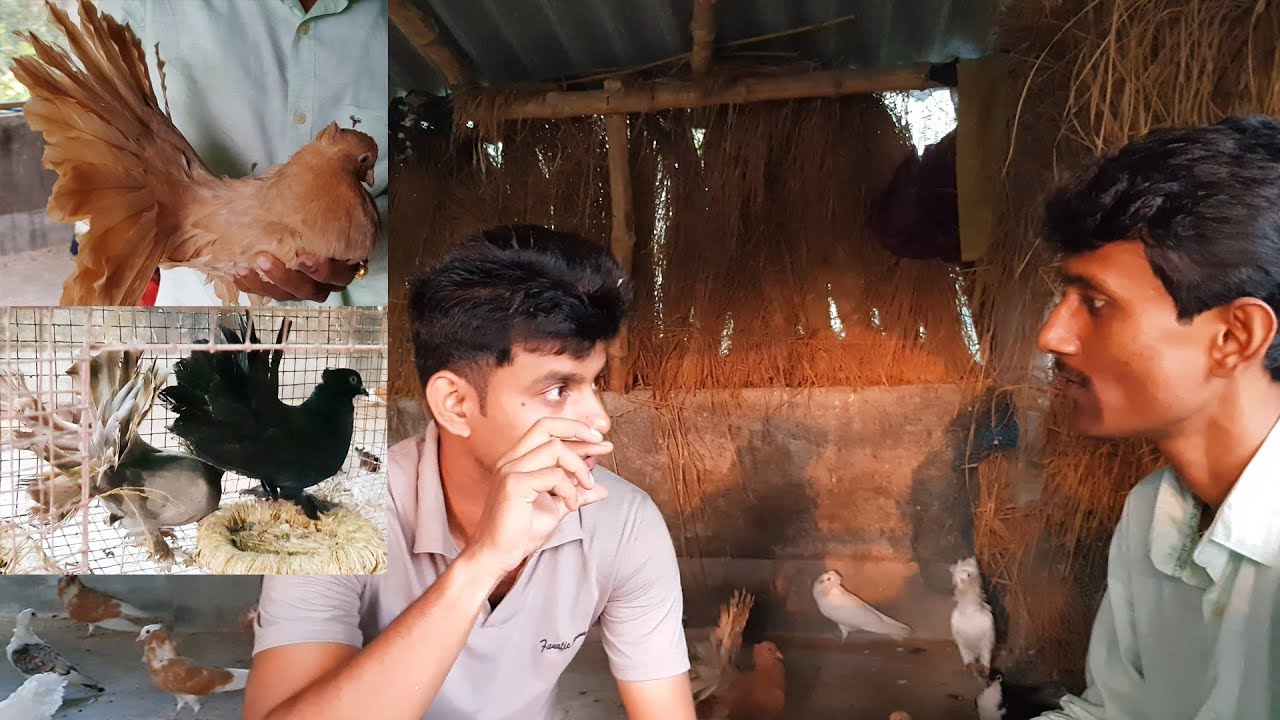 Pigeons Breeding Tips Care Treatments Proper Guideline / Fancy Pigeon Breeding Farm.