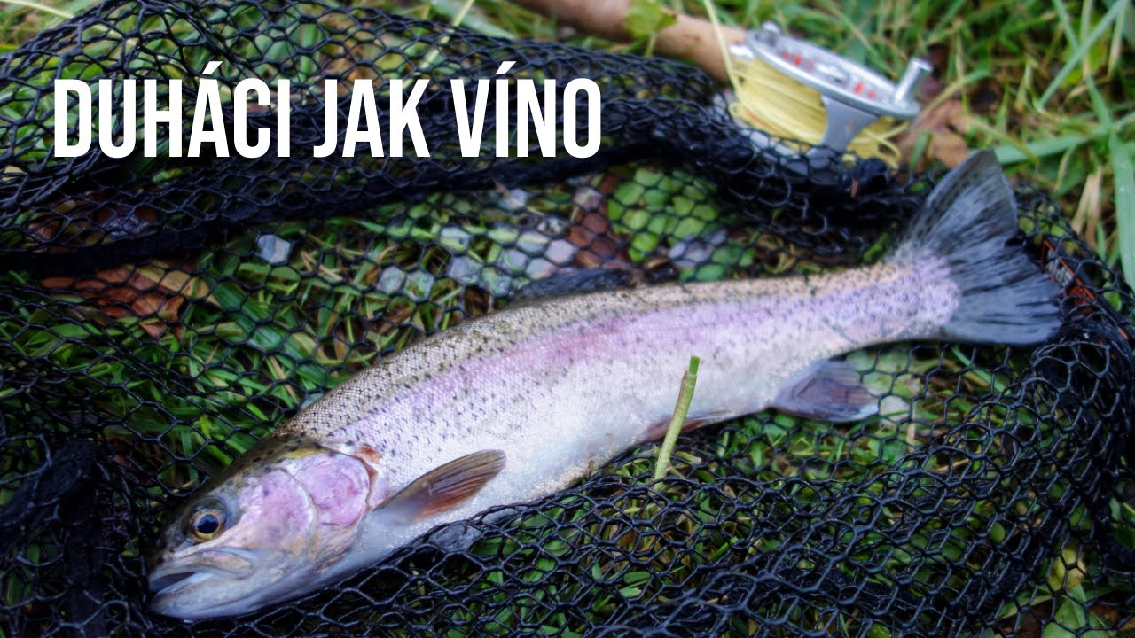 Duháci jak víno. Pstruhobraní na pomalém potoce
