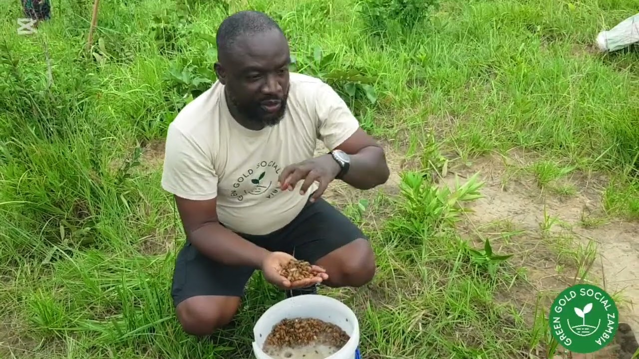We planted 10,000 Musangu trees in Chongwe's Chisengo village to boost climate resiliency 