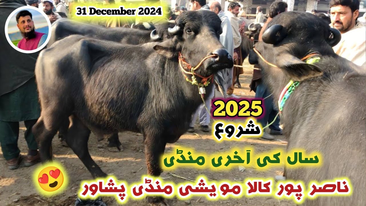 Kala Mandi Peshawar 31 Dec 2024 New Updates | Maweshi Mandi Cattle Prices 2025 | Izhar Ali Shah