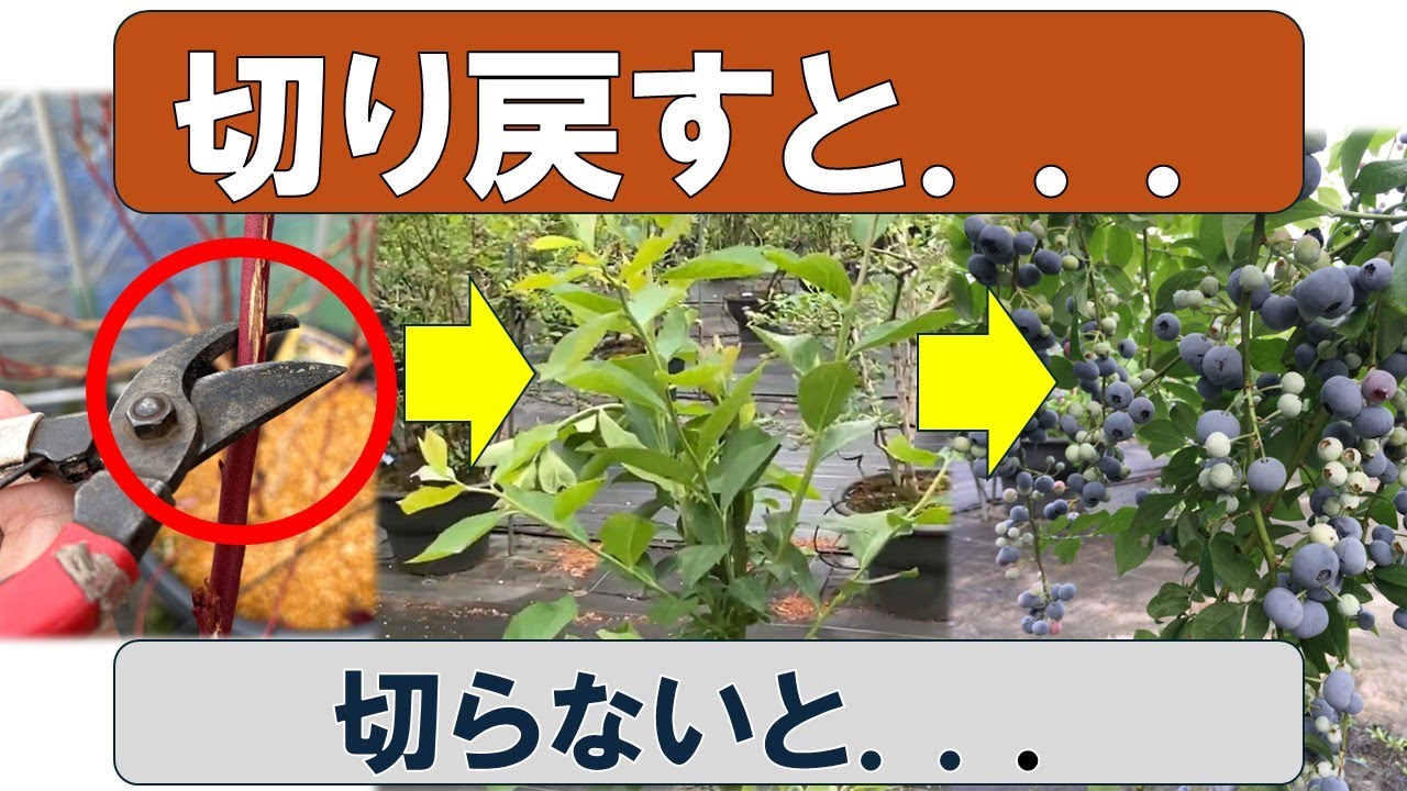 切り戻すとこうなる。切らないと、こうなる【ブルーベリー剪定】