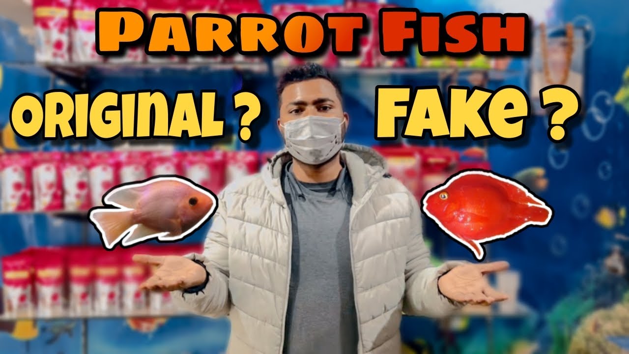 Parrot Fish Fake or Original Quality