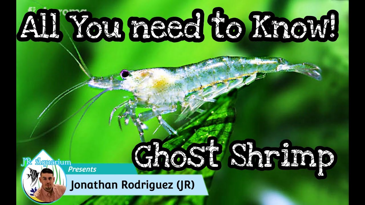 Ghost Shrimp Care, Breeding, WaterParameters, Tank Mates & Feeding.All you need to know! JR Aquarium