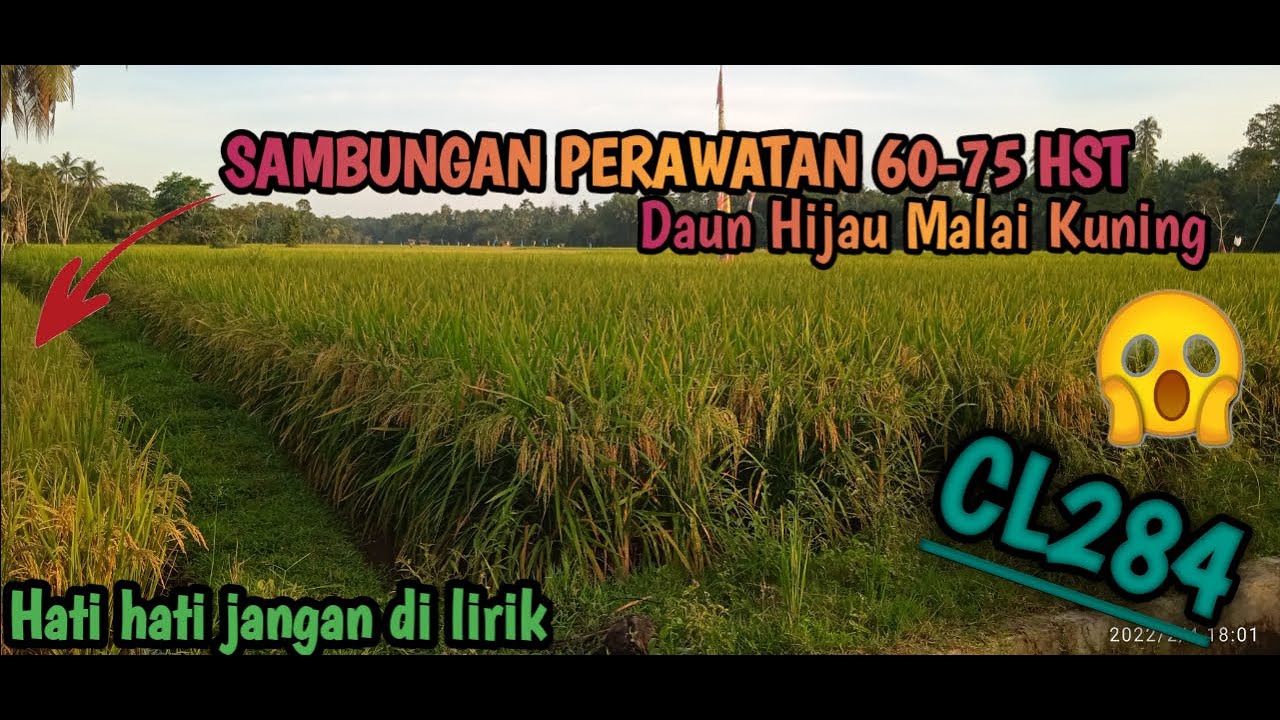 Cl284 !!! sambungan perawatan 60-75 HST
