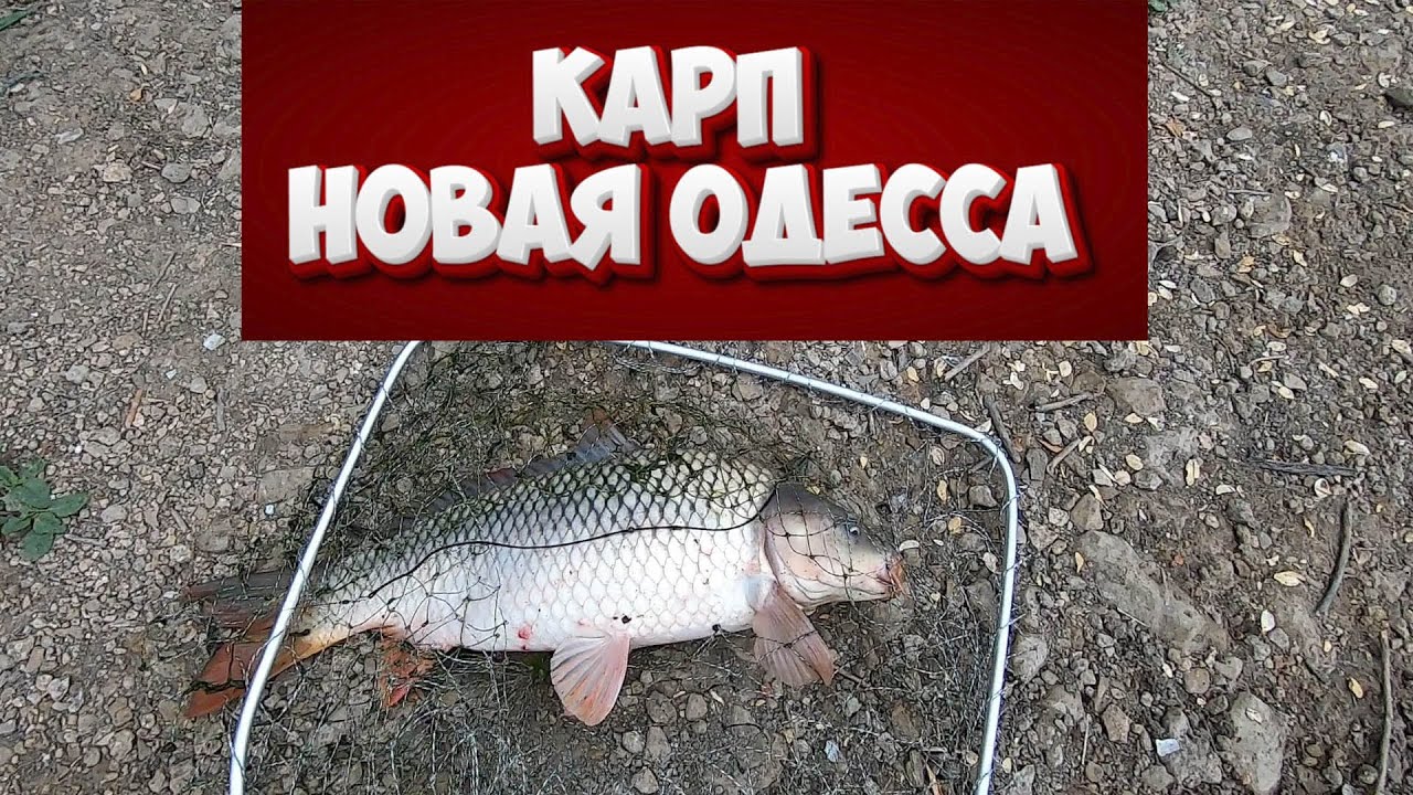ставок обьезная Новая Одесса карп клюет