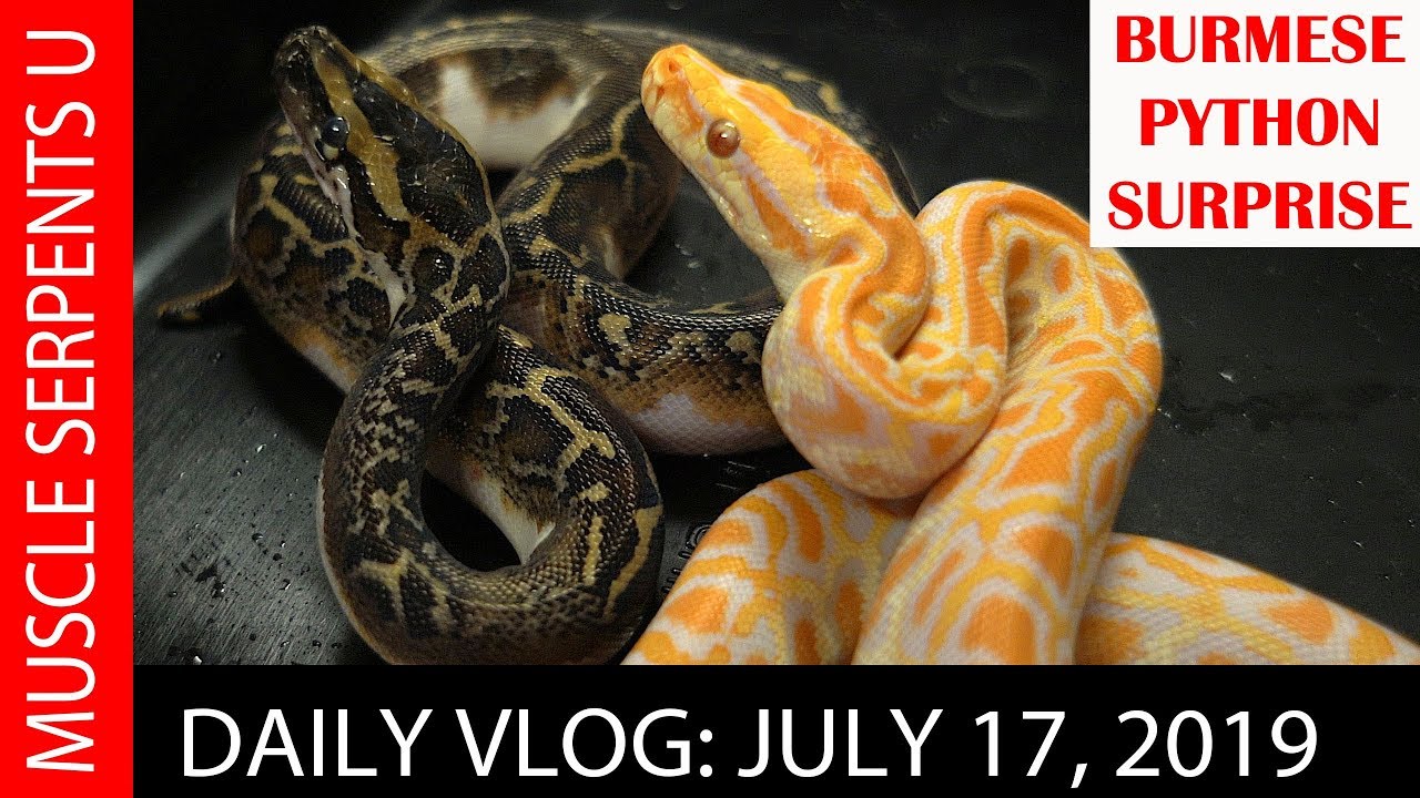 BURMESE PYTHON UNBOXING: July 17 2019