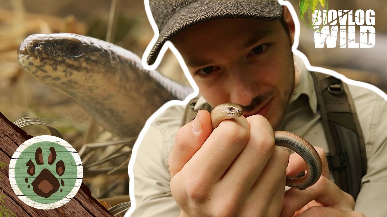 IS het een SLANG?! Prachtige HAZELWORM en EPISCHE DRONE BEELDEN!