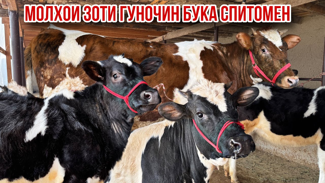 Нархои арзон Гуночин бука зот чорное пестрие 23 февраля 2026 г.