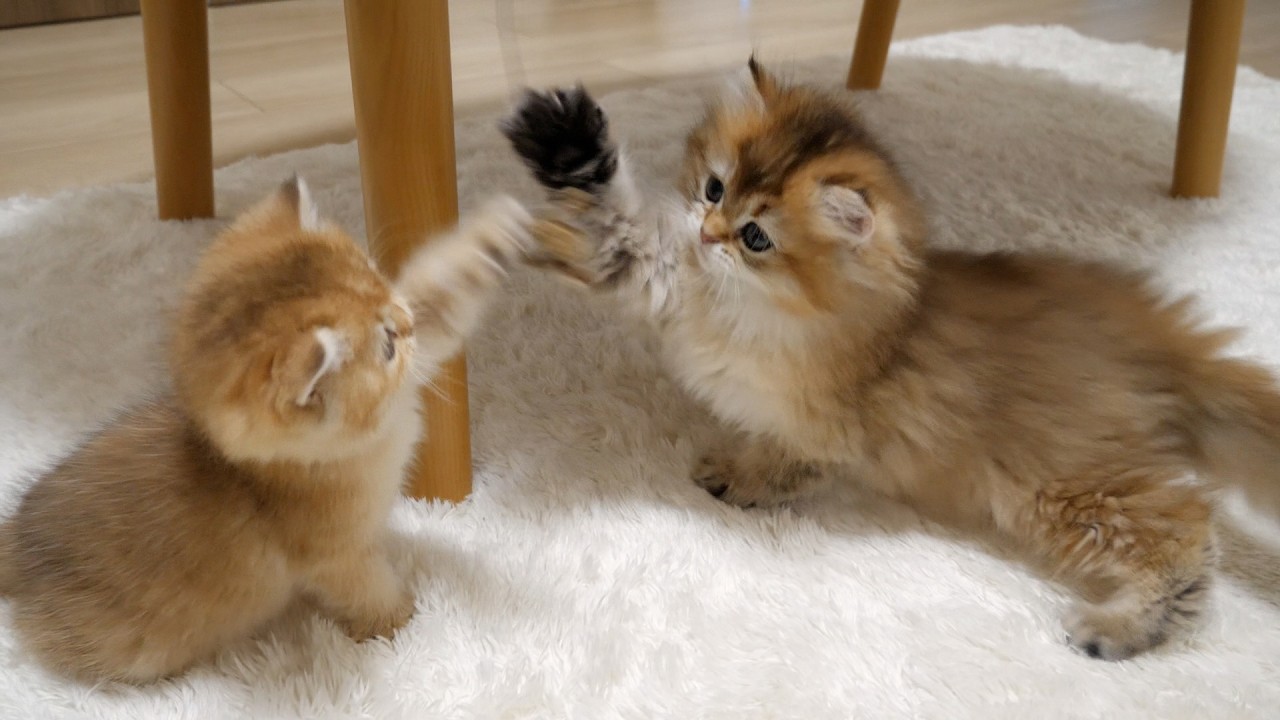 Kitten Latte's personality changes when she sees a toy!