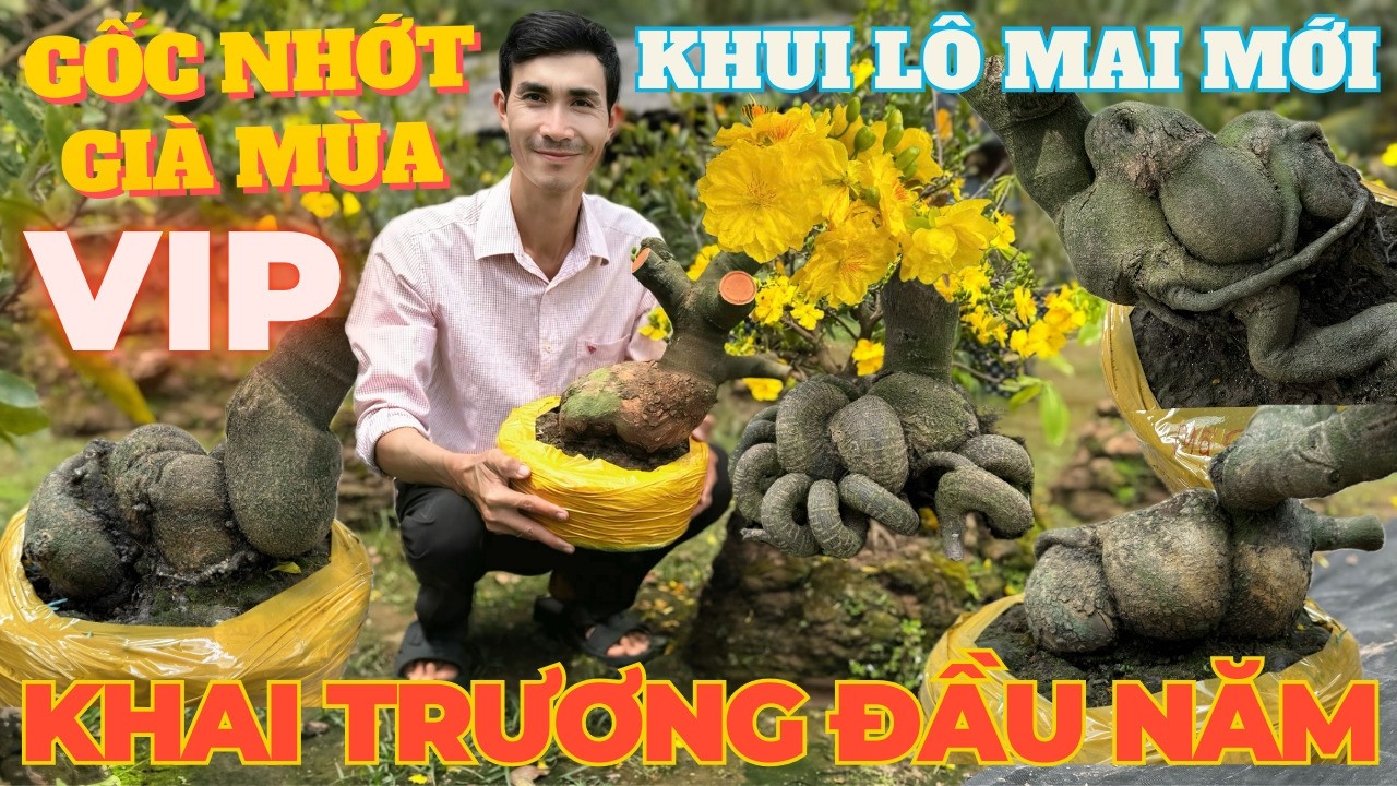 22-02 ANH TÍNH Giao Lưu Mai Vàng Giá Rẻ, Mai Ghép Gốc Nhớt Rút Cốt Củ Đế Quá Đẹp • THÀNH TRỌNG LÊ