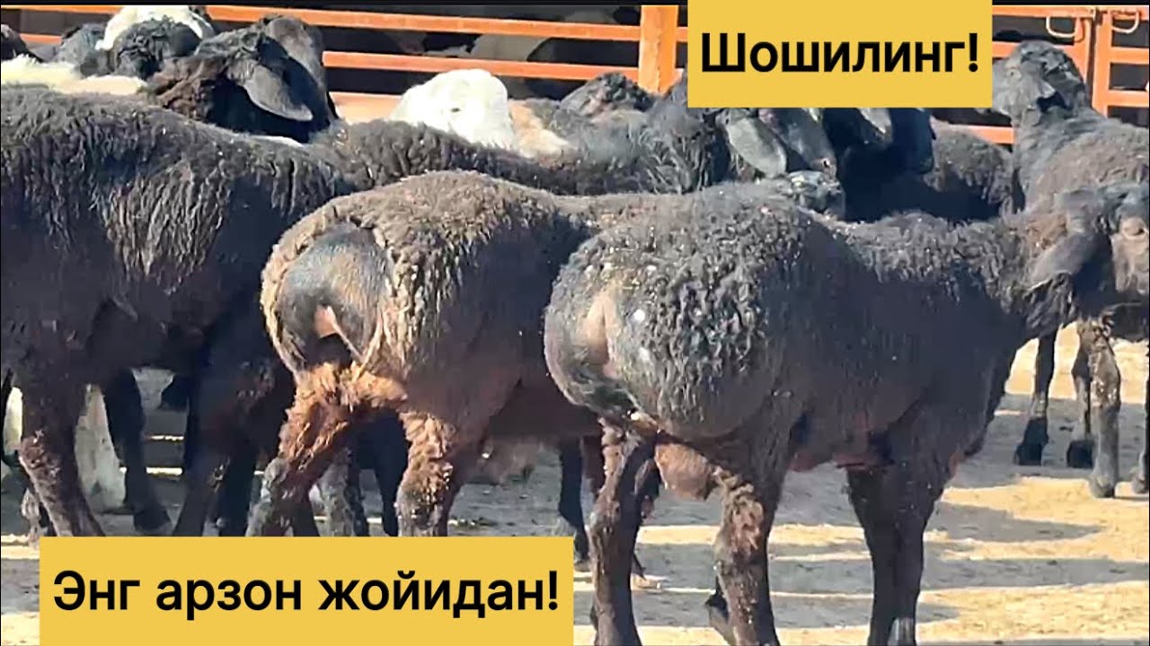 Энг арзон жойидан! 995390024☎️
