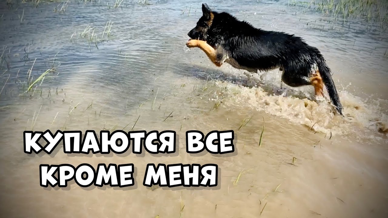 ЩЕНОК ПЕРВЫЙ РАЗ НА РЕКЕ