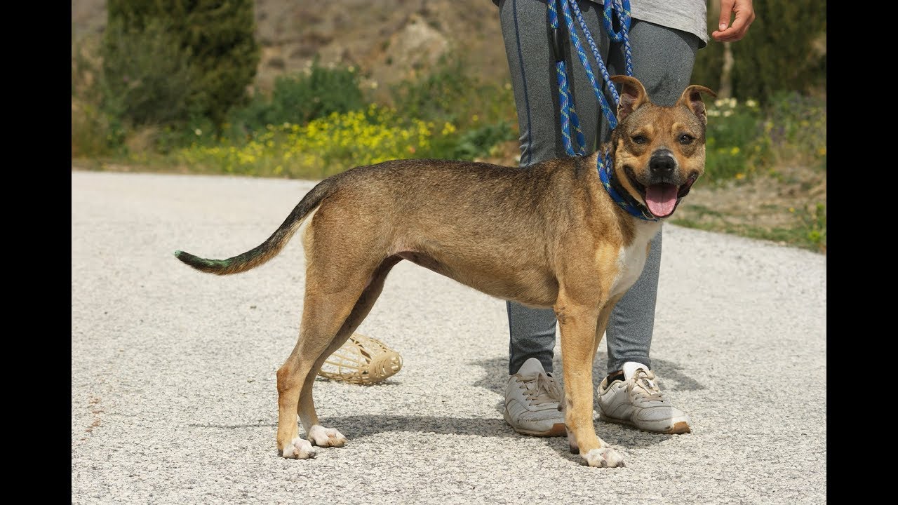 Penny | Protectora de Animales y Plantas de Málaga