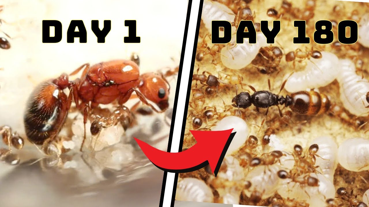 Симулируйте колонию муравьев в течение 180 дней 🐜 😱 ANTTREK