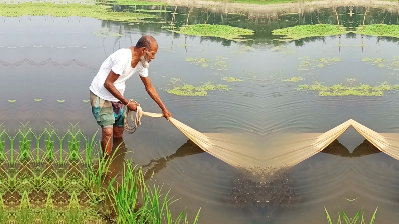 Village Net Fishing Video - Poor Village Fisheraman Catch Fish - Unbelievable Net Fishing