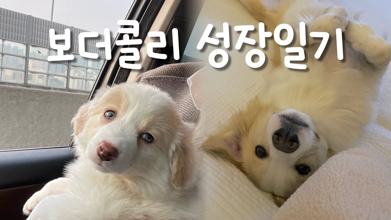 보더콜리 1년 성장일기