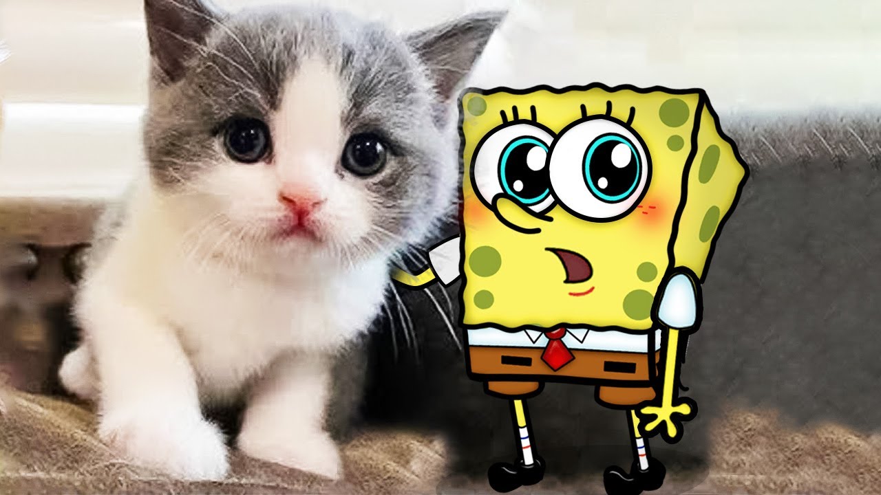 New Funny Animals 😂 Funniest Cats And Dogs Videos 😾🐶 Spongebob in Real Life!