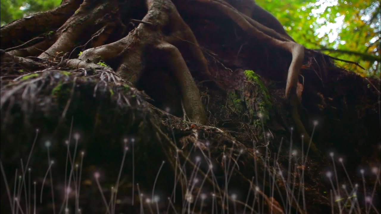 How Trees Help Create Healthy Soil