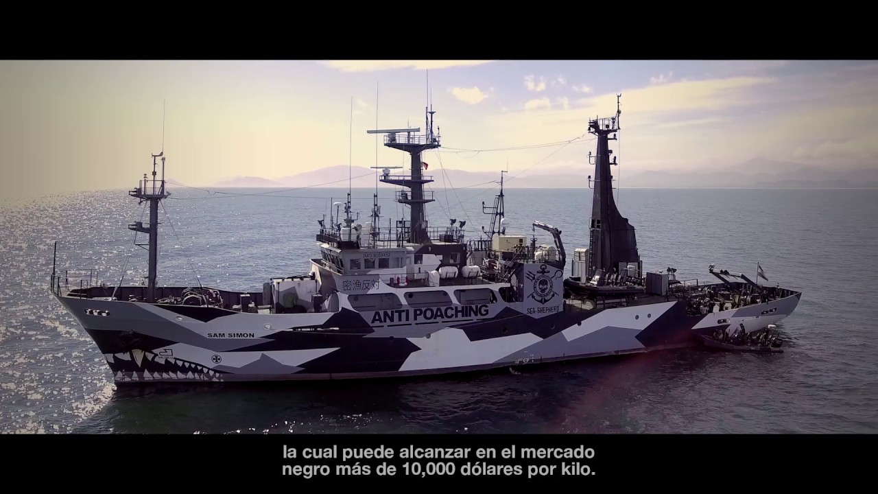 Op. Milagro III: The Totoaba Bass