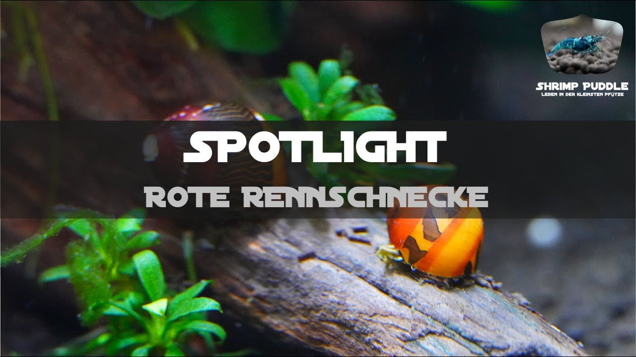 SPOTLIGHT ROTE RENNSCHNECKE