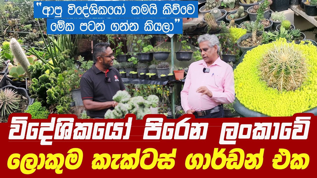 විදේශිකයෝ පිරෙන ලංකාවේ ලොකුම කැක්ටස් ගාර්ඩන් එක