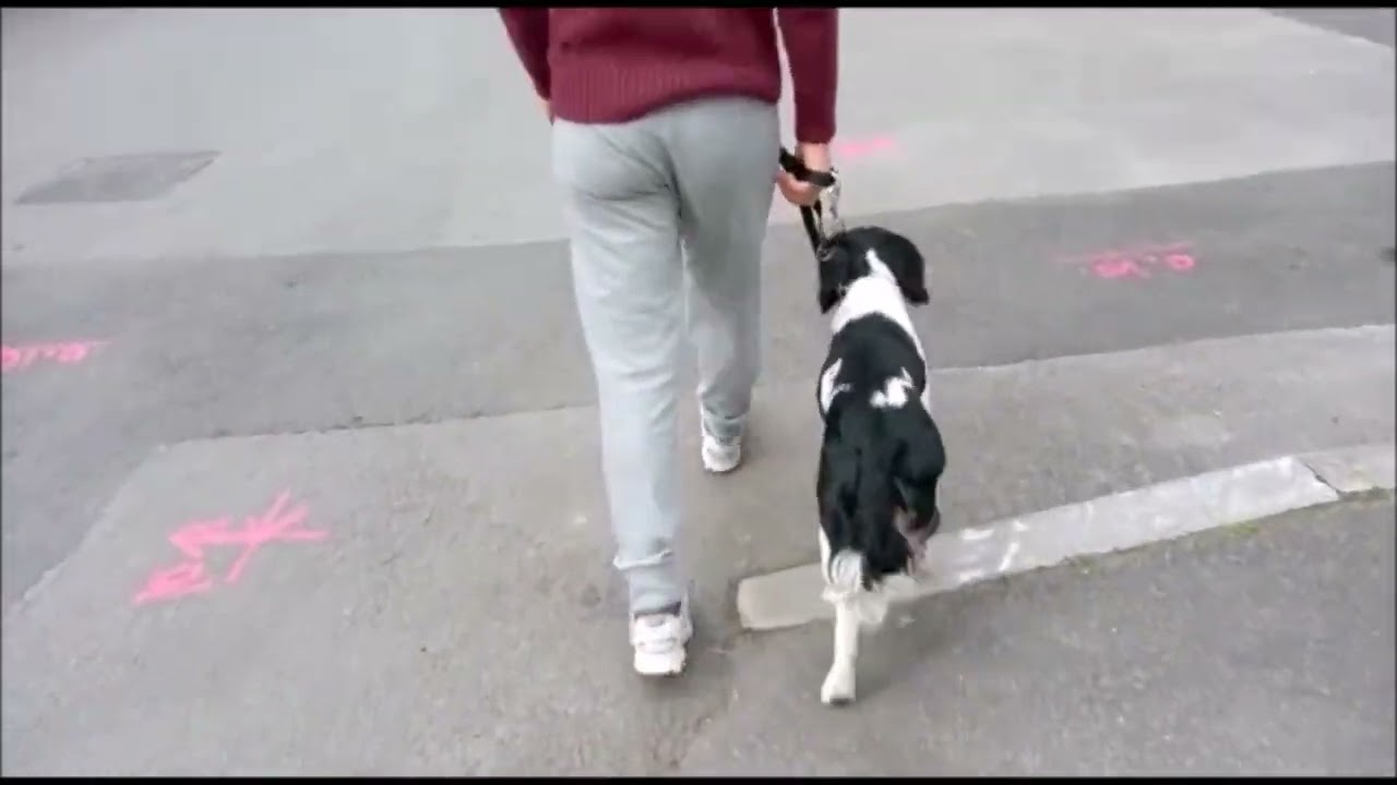 SPRINGER SPANIEL SOVRAECCITATO AL GUINZAGLIO!