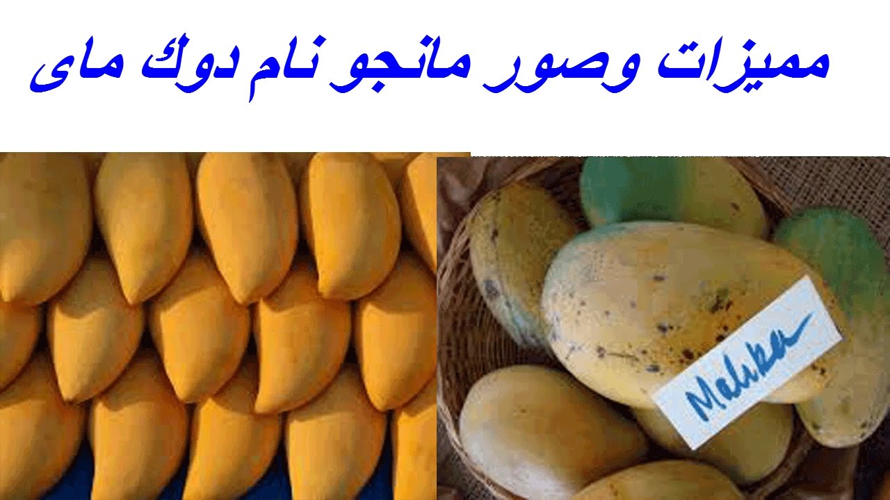 زراعة المانجو مميزات وصور مانجو نام دوك ماى