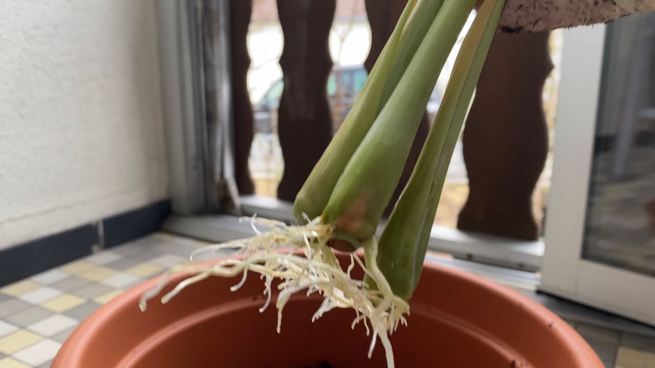 Tolle Tipps, Zitronengras von Supermarkt schnell vermehren | Garten Tricks für Anfänger