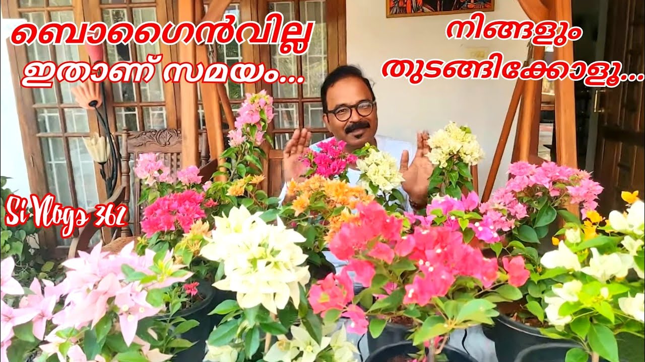 മികച്ചയിനം ബൊഗൈൻവില്ല ചെടികൾ തേടി ഒരു യാത്ര / Hybrid varieties of Bougainvillea plants / കടലാസ് ചെടി