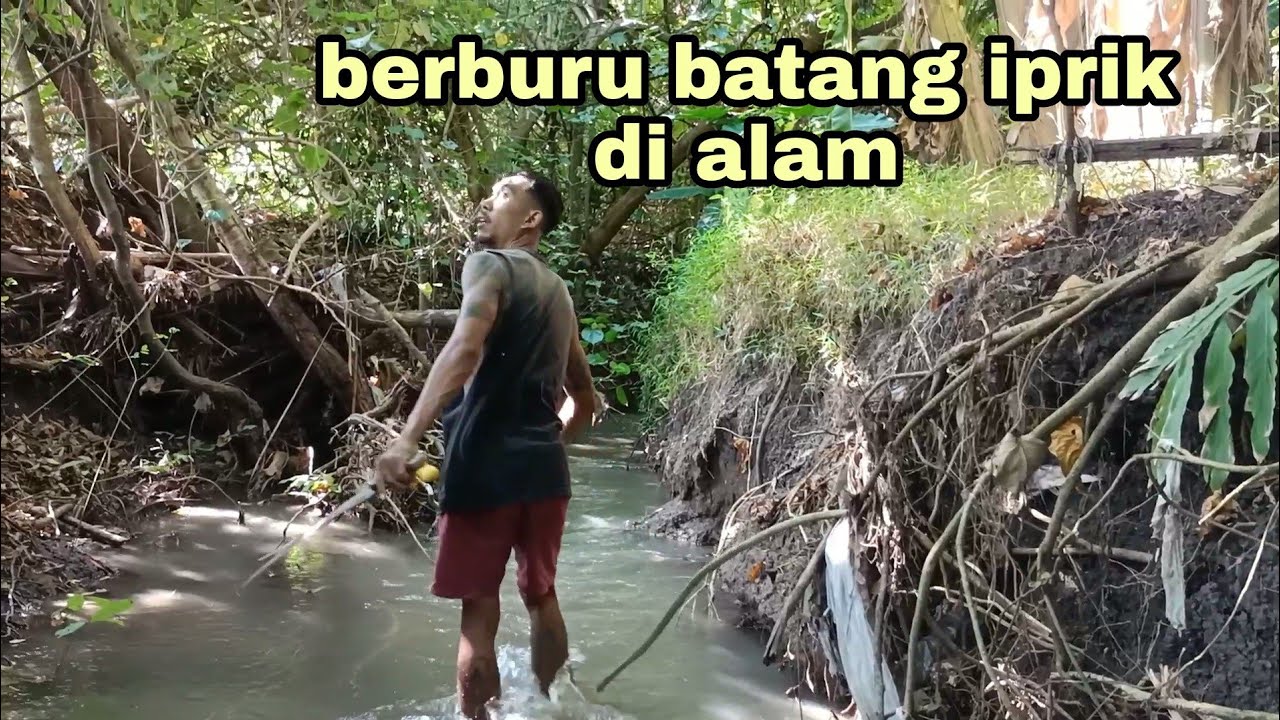 Mencari batang iprik di alam