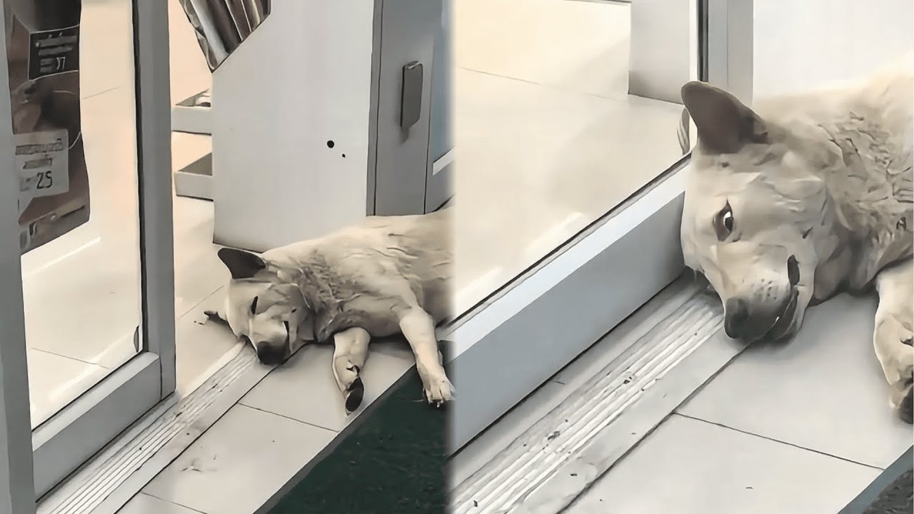 Funniest Pet Videos of 2026 – Part 2