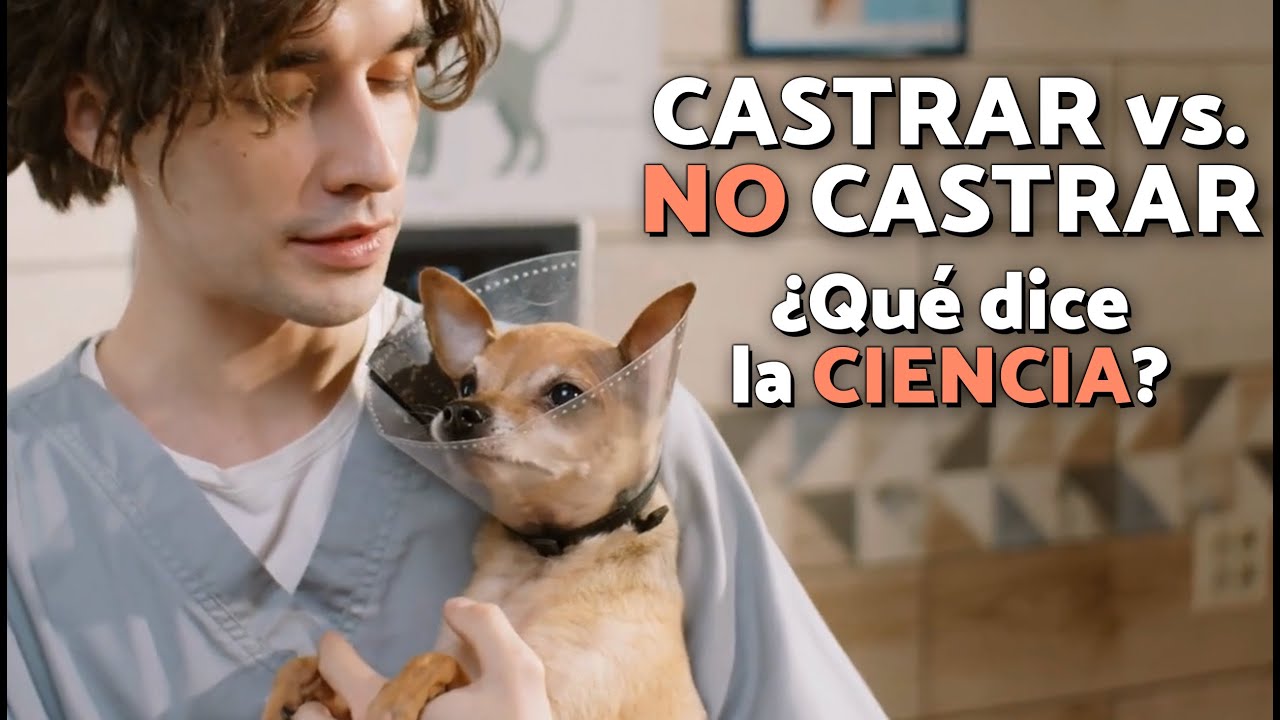 ¿Viven más los PERROS CASTRADOS o los NO CASTRADOS? 🐶 La ciencia responde y no es lo que crees