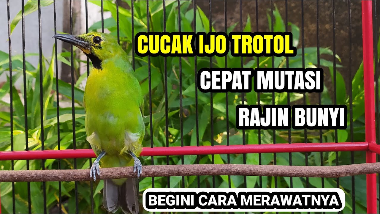 Perawatan CUCAK IJO BAHAN / TROTOL Agar Cepat Mutasi & Bunyi 🐦