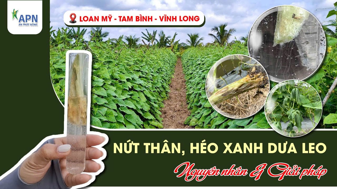 APN - Dưa leo KHÔNG LO NỨT THÂN, HÉO XANH | Bí quyết đi phân an toàn