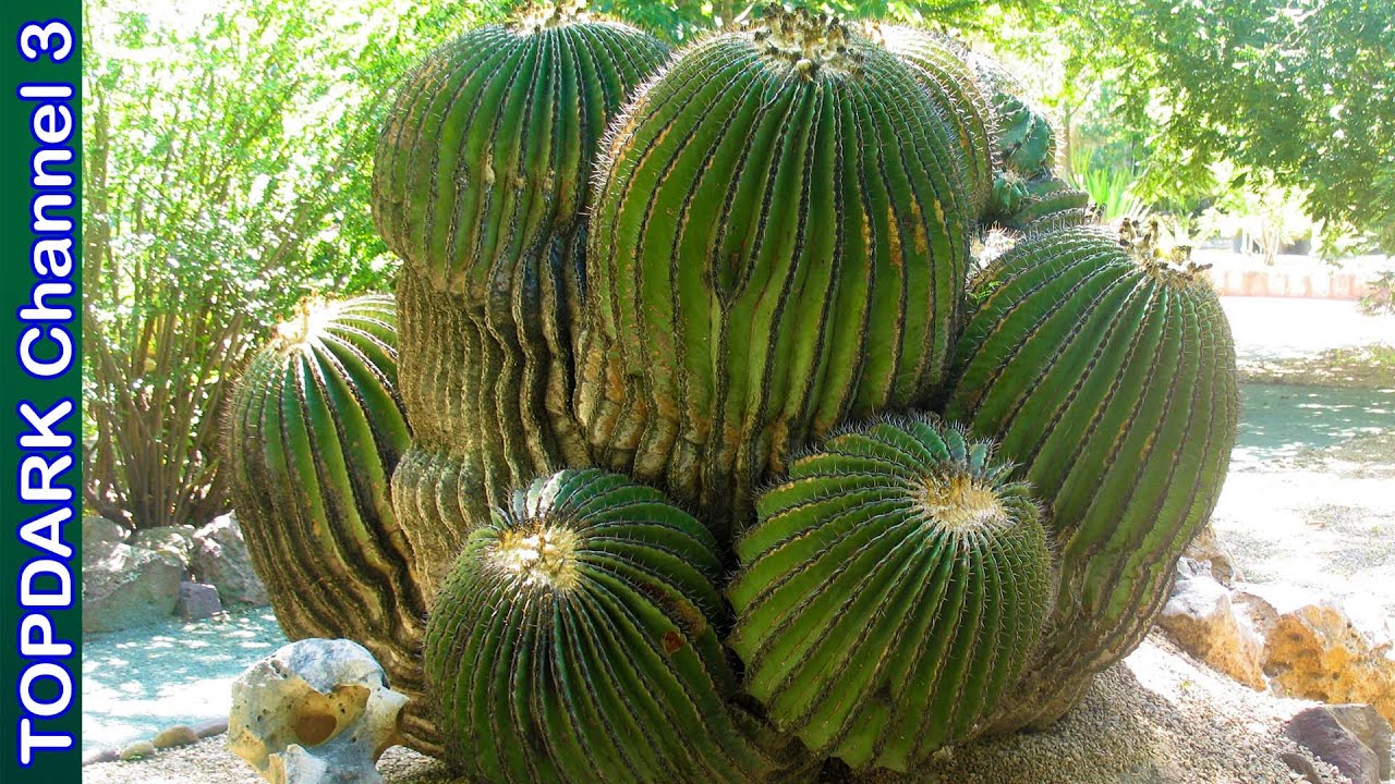 10 Variedades Hermosas de Biznagas