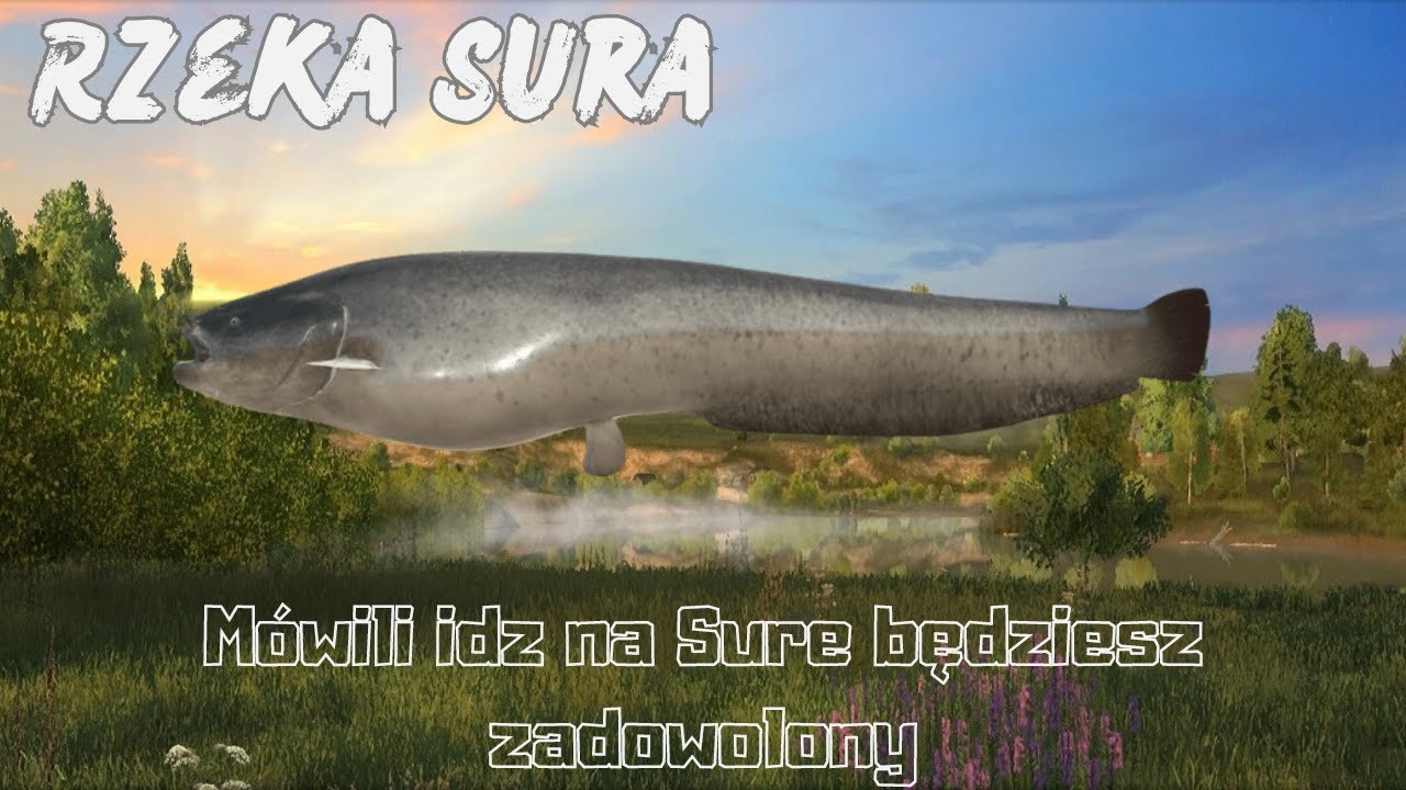 Russian Fishing 4  -  Rzeka Sura - A chciałem Wam pokazać jak fajnie biorą sandacze...