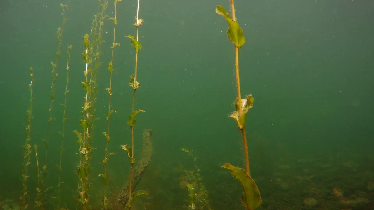 Tauchen im Schweriner See, Rabensteinfeld im Flachwasser