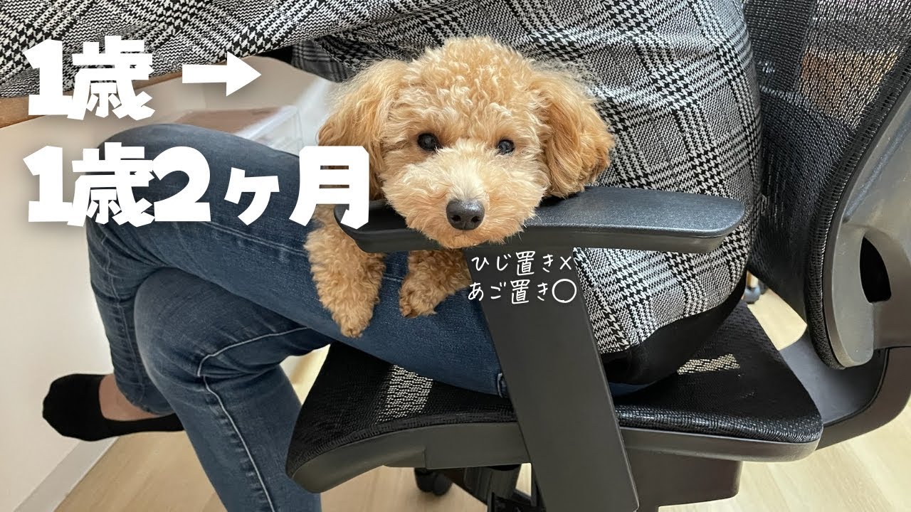なんでもない日常が尊い｜1歳→1歳2ヶ月の成長記録