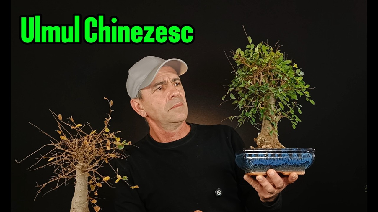 Bonsai din supermarket: Ulm chinezesc