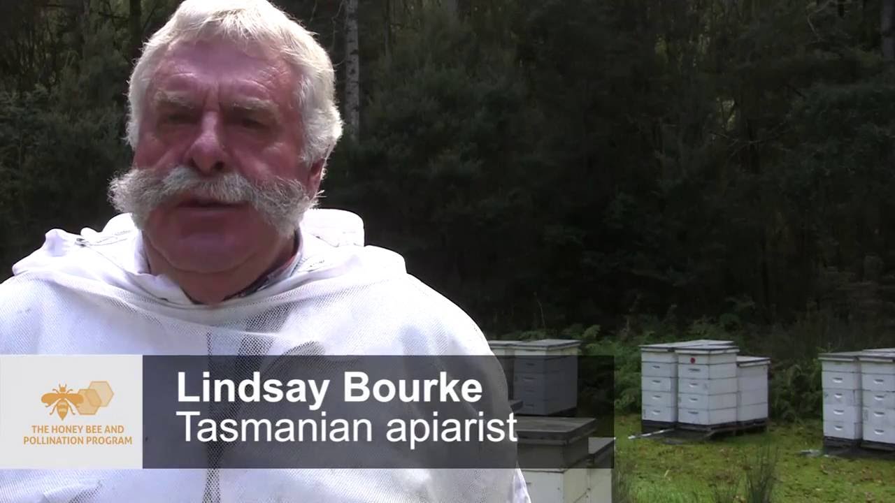 Preparing live bees for export &ndash; a best practice video from the Honey Bee & Pollination Program