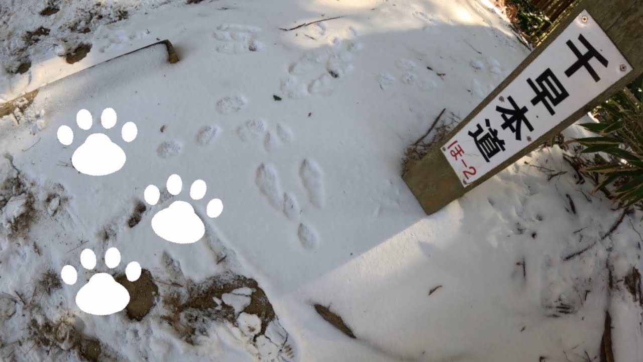 足跡発見❄️  (金剛山　千早本道ルート)  誰のだろ？？　Mt. Kongo  2026年2月4日