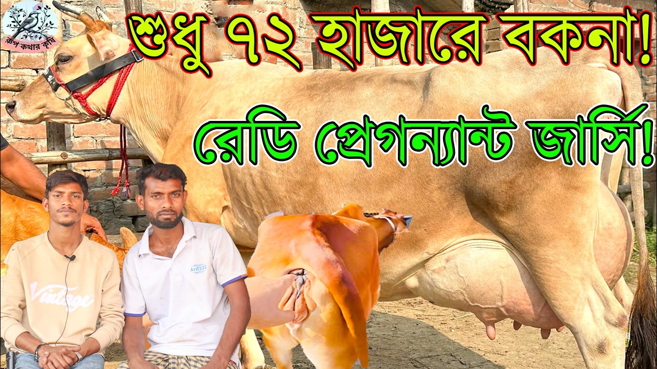 বাঘাবাড়ী মিল্কভিটারের জার্সি ১০০% বকনা ! ৩টি রেডি পেগনেন্ট বকনা লটে নিলে গাড়ি ভাড়া ফ্রি। জাত মান