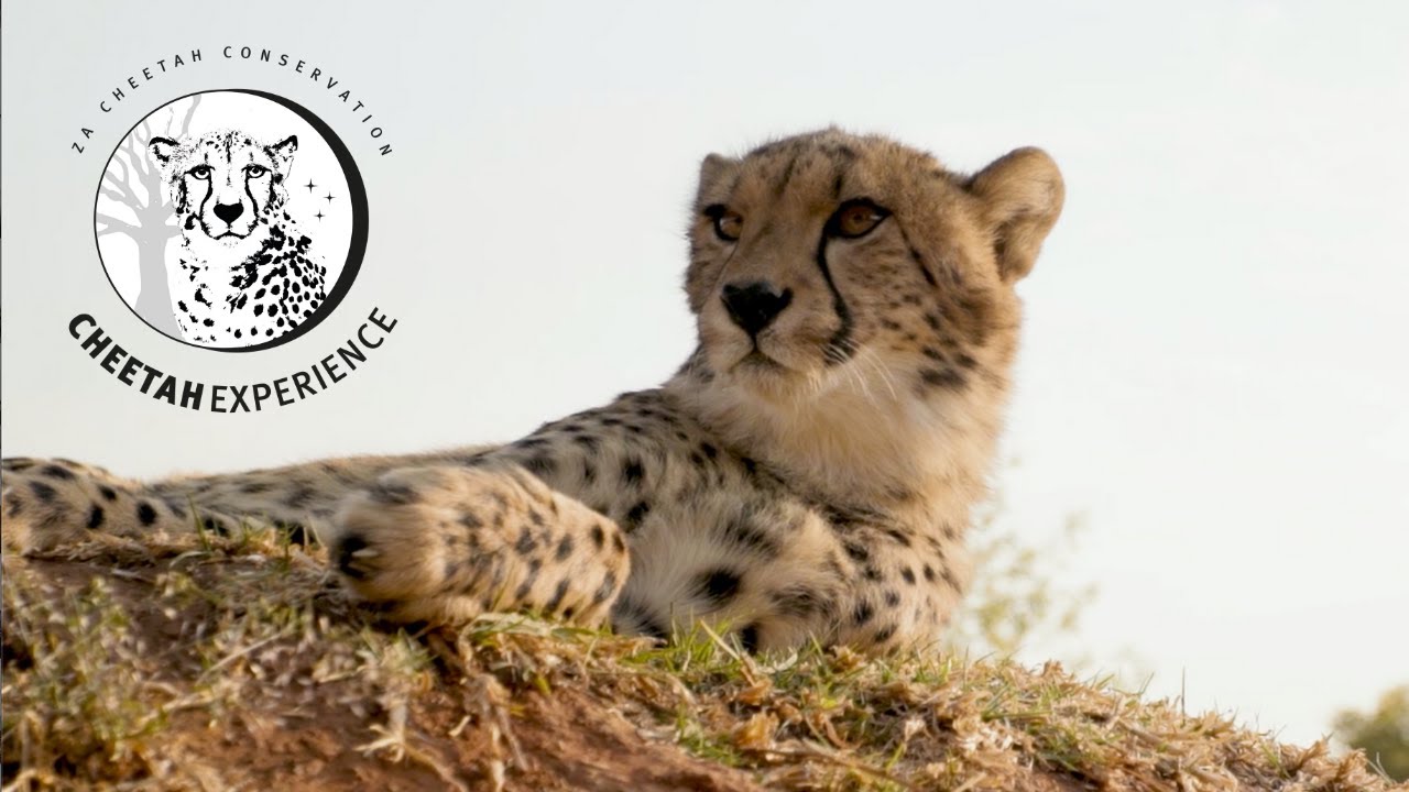 Documentary | ZA Cheetah Conservation