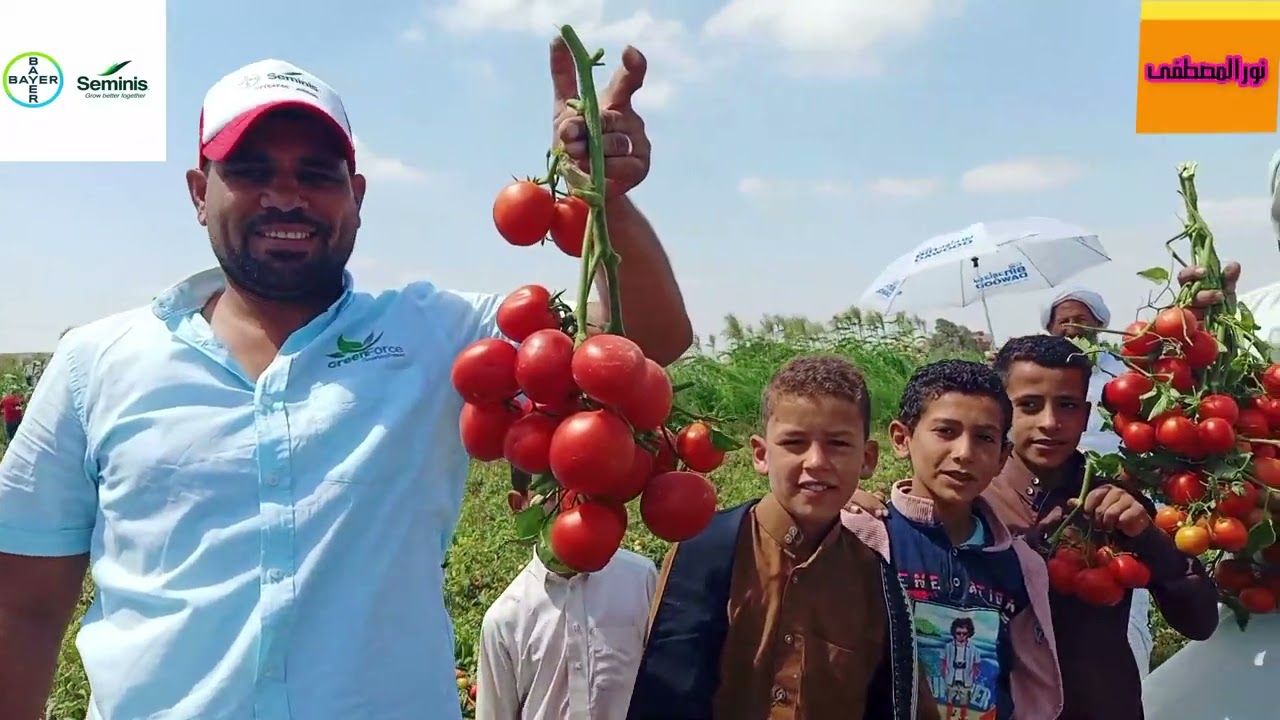 طماطم 4746 شركة جرين فورس