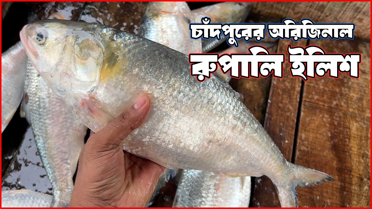 চাঁদপুরের অরিজিনাল রুপালি ইলিশ কোথায় পাবেন ? | Chandpur Elish | Horina Mach Ghat Chandpur